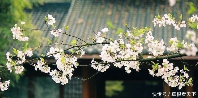 清明!李煜很冷门的一首小词,用情至深,美得让人黯然神伤,醉了时光!