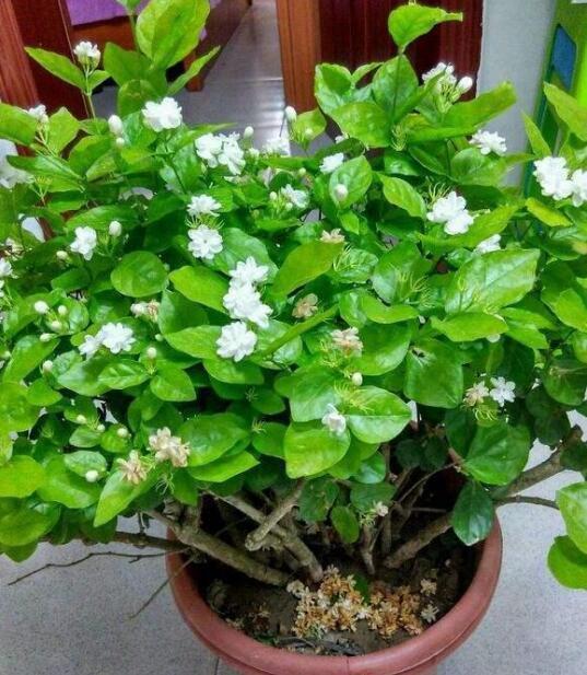 一种花,花香“飘满屋“,花开如“白雪”,阳台养一盆,清香扑鼻