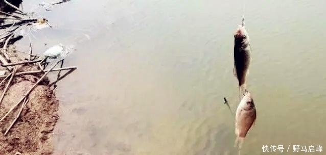 野钓最容易爆护的钓法,下钩几分钟就上鱼,没五年野钓经验玩不动