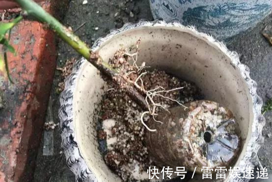花开像月季,易爆花,-20℃冻不死,好养活不生病,比桂花香10倍