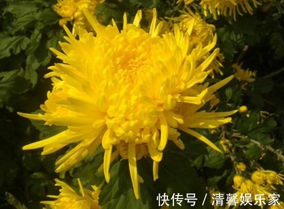 它是菊花精品，开花“金灿灿”，比牡丹更艳、香气浓，更是上品茶