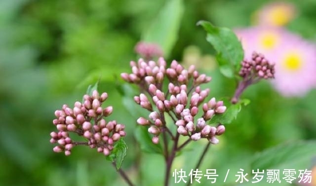 香味赛过香水,过去用于驱虫,今成火锅底料,晒干高达300元一斤