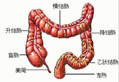 腹痛|肠癌一查多数晚期医生日常身体有“2痛3多”，最好去查一下