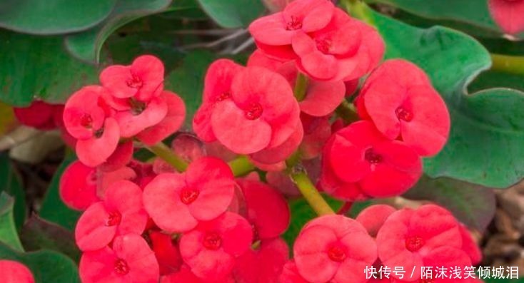 夏天首养几种花，香味好闻，花色娇艳易爆盆，好养很耐赏