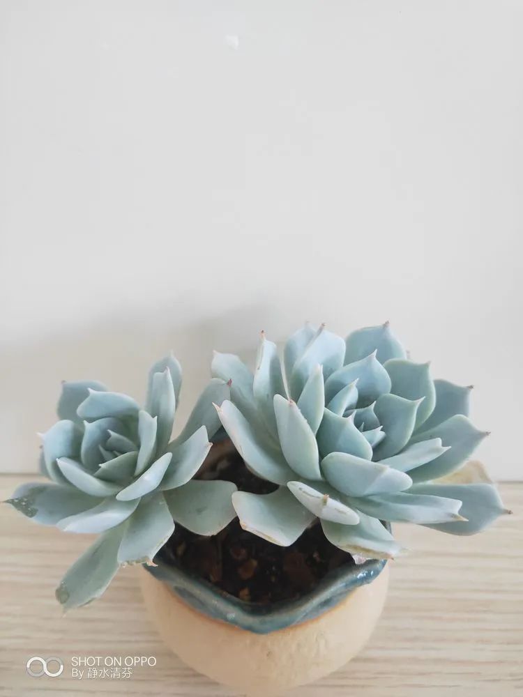 状态一般的多肉们,在我这儿已经是最美的存在了!
