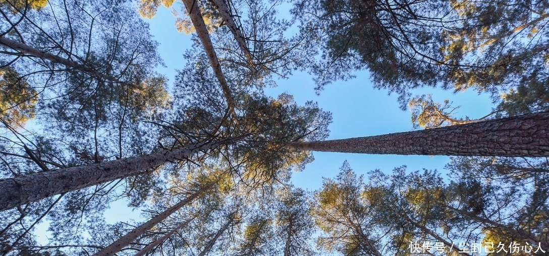 长白山才有的松树，被叫成美人松，移植到别的地方活不了