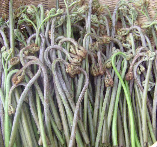 野菜|营养比菜还高的5种野菜,关键还美味,最后一种很多人不认识
