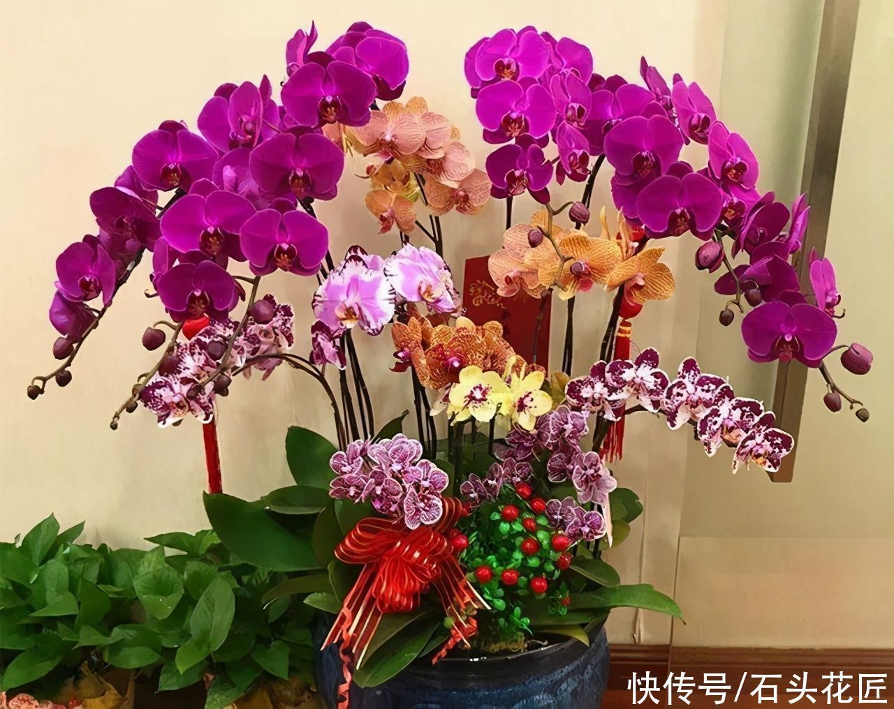 年宵花上市,这6种花“有档次”,养在家里颜值高、倍有面儿