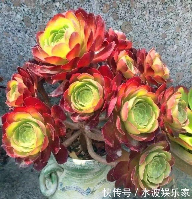 品种|多肉狠心砍1刀,窜出一圈新芽,花盆都容不下它了!