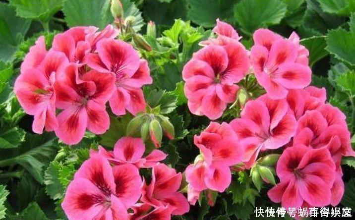 桔梗科|谁见了都喜欢的4种花,好养又漂亮,开起花来拦不住,美不胜收