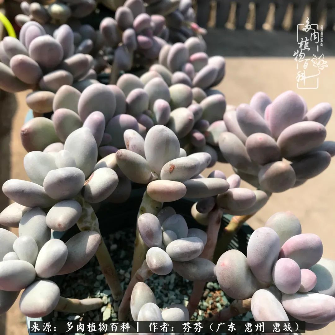 养花|一种爱好就是一种境界,养花养多肉可以培养一个人的心境!