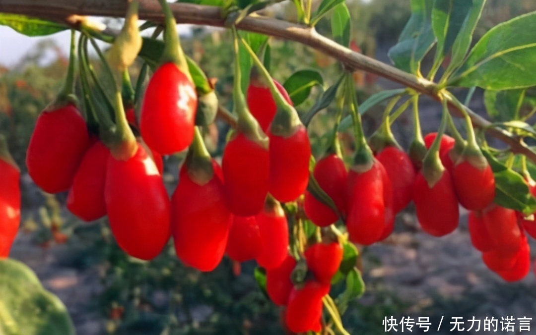 会吃的人最健康,3种食物不能少,排毒养颜,有益长寿