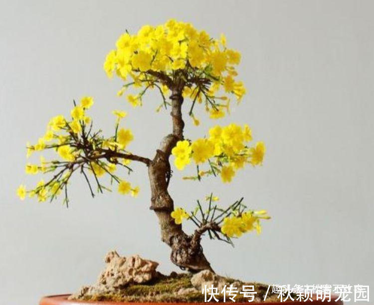 养花就养这几款,高贵美丽,比玫瑰美,比牡丹艳,四季开花