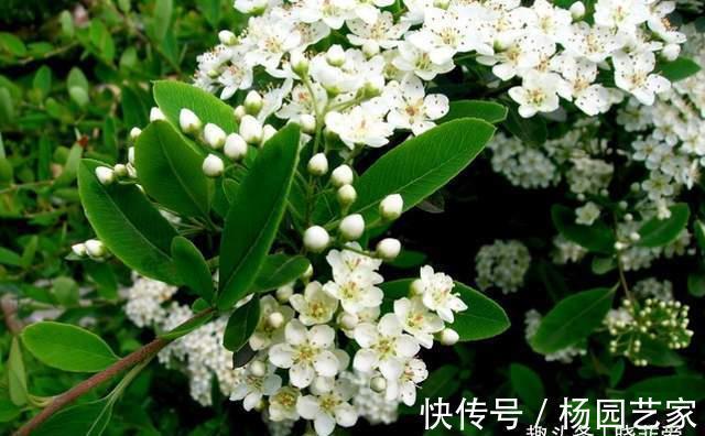 果实|家里种棵“吉祥果”,好看能吃价值多,还能养成精美盆景