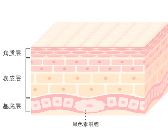 关于美白的6个硬知识，看到就学到！