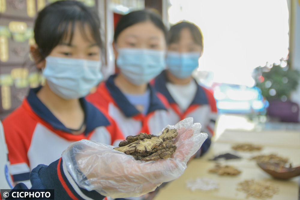 中医|体验中医文化 迎接“世界传统医药日”