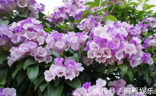 1种花1年能长4米高，花开1000朵，从来不生虫，花还能当蒜吃！