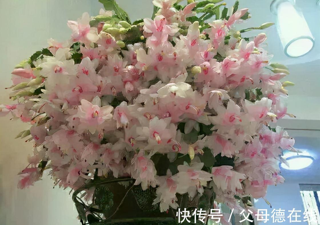 蟹爪兰有个小机关,这样打开它,呼呼长成大壮树