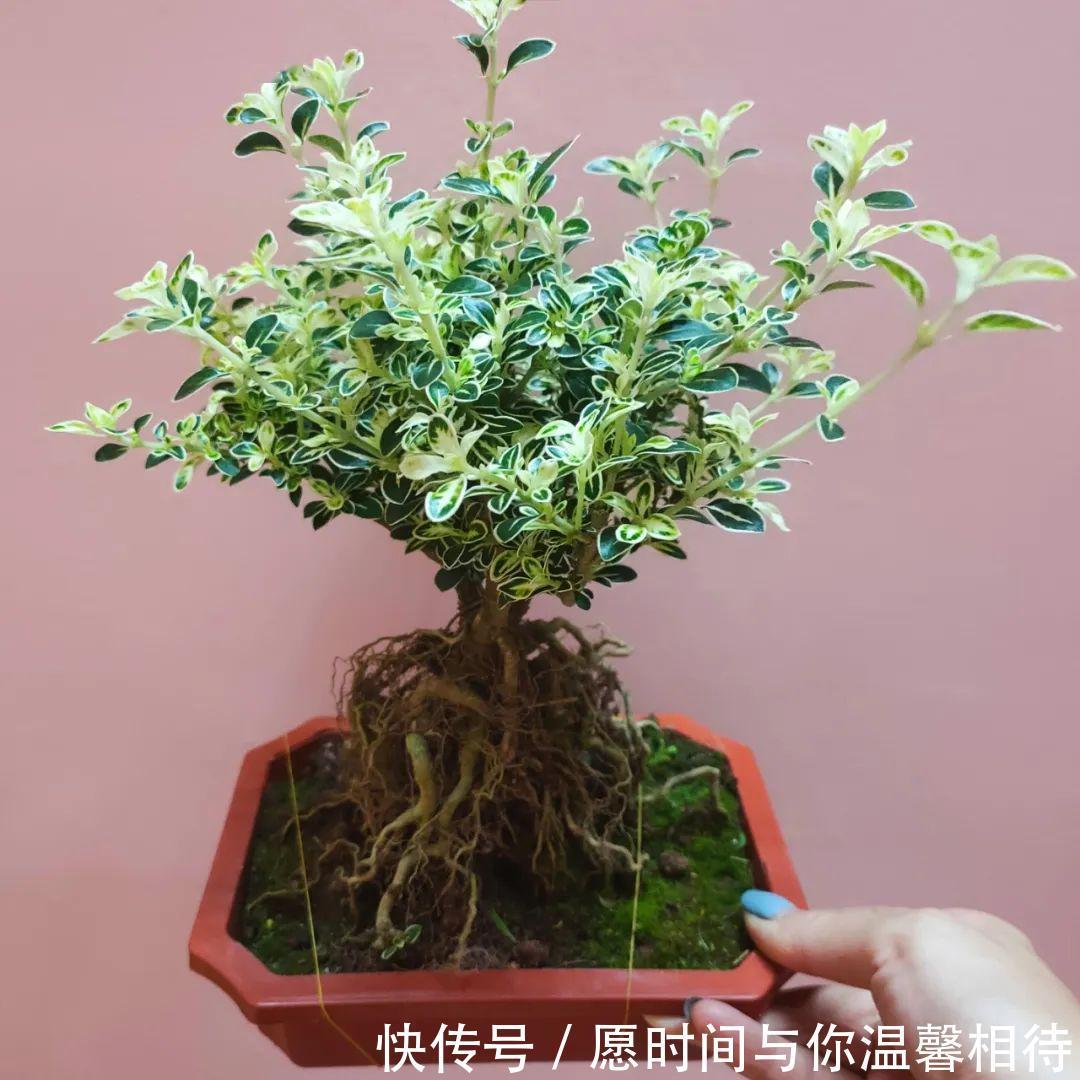 六月雪的盆景怎么养,方法都在这里