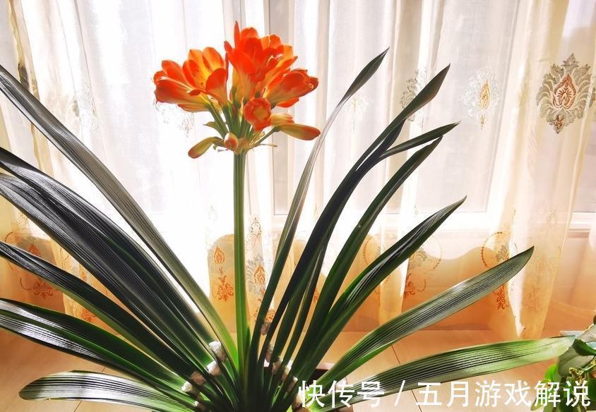 夏季得轻养君子兰,不能太强势,不然烂根黄叶