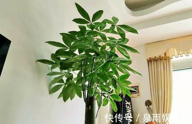 黄叶|家里养6种花,把水浇得勤快了,容易烂根、黄叶,需要当心