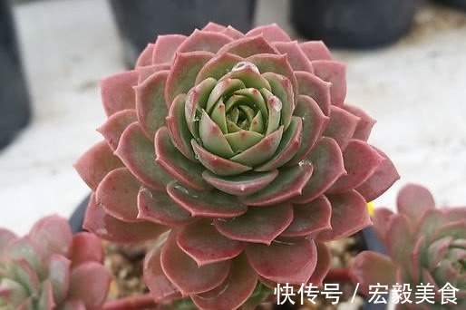 多肉绿蔷薇怎么养护更绚烂教你3个养护小技巧,绿蔷薇饱满精致