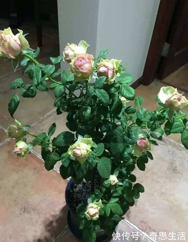 此花漂亮似玫瑰,好养如绿萝,花色奇特花朵大,四季开花价格低!