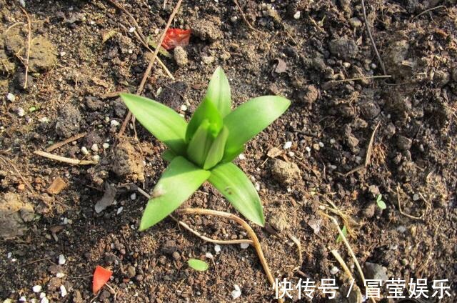 神器|万能的浇水“神器”，只需一根小吸管，专治各种烂根烂叶！