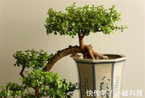 金枝玉叶|养金枝玉叶盆景,满足3个要点,长成传家宝,最后一点很关键
