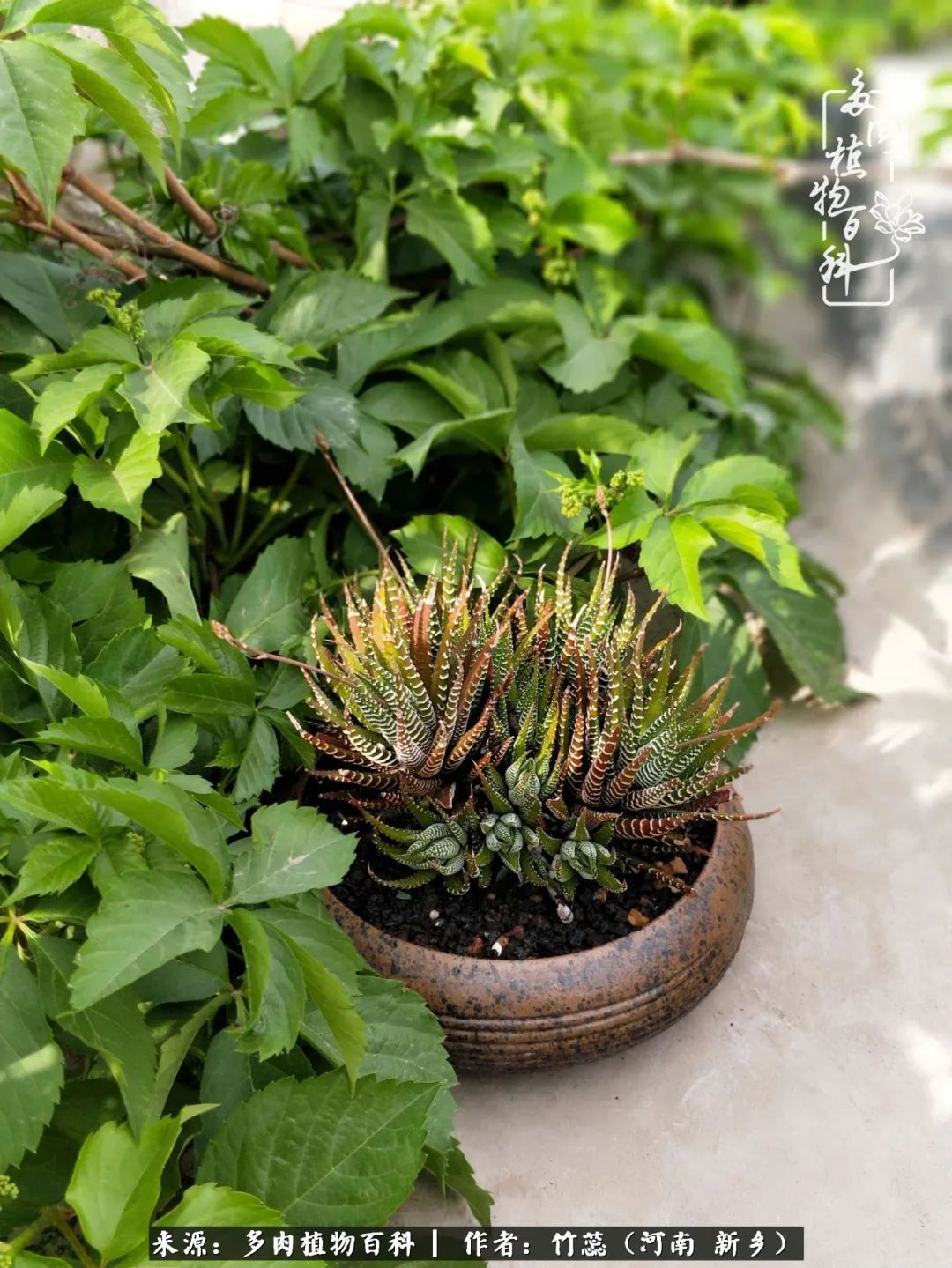 养多肉三周年有感养这么多多肉到底有啥用!