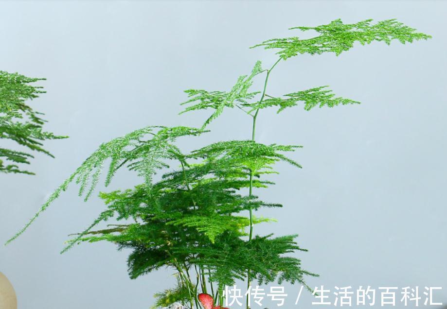 文竹秋季养护抓住重点,叶片不发黄,植株长势快,还能增强抵抗力