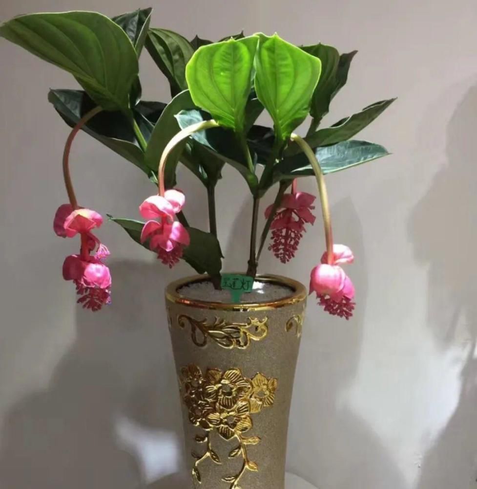 5度以下，常见的21种花必须断水，不然都烂根了