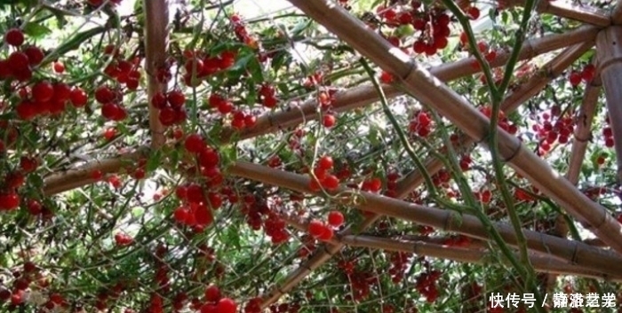 航天技术 把种子放在太空一段时间,返回地球后种出来,会比较大吗?