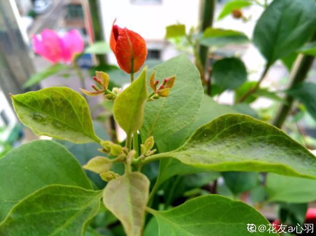 扦插|三角梅的养护大全摘光叶子，少浇水，使劲晒，开花爆满盆