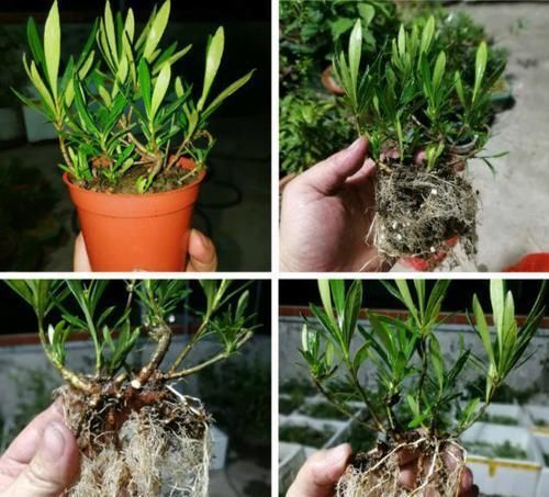 栀子|看着很一般的花，动动手就能变精品盆景，赚大了，花开一茬接一茬