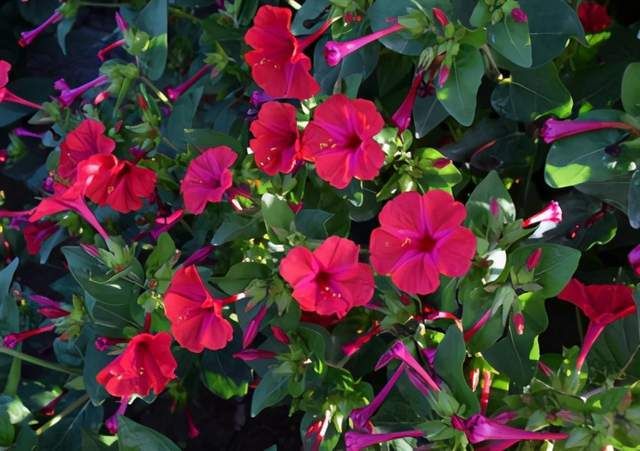  爱吃|《红楼梦》里跟“红”有关的另一样东西：贾宝玉十分爱吃的胭脂