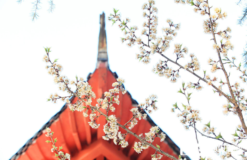 老年|南京：樱桃花开花满枝 洁白花瓣与大红古建相映成趣