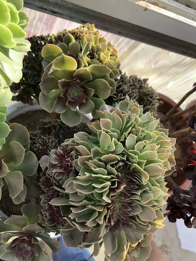 白月影|多肉小白三年励志对比养自己的花,爱自己的宇宙!