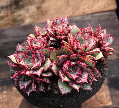 3种多肉，伏天越晒越美，夏天是它们的舞台，绽放绚丽色彩