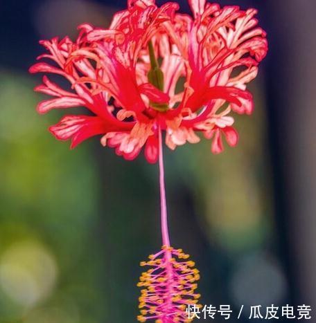 马上进入2022年,新的一年即将开启,为你推荐25种漂亮的花卉