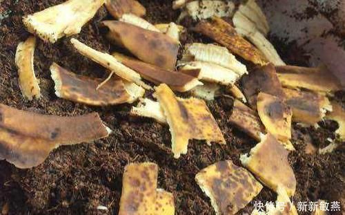 营养|香蕉皮，养花界的“春泥”，简单处理就能护花，添营养、省钱