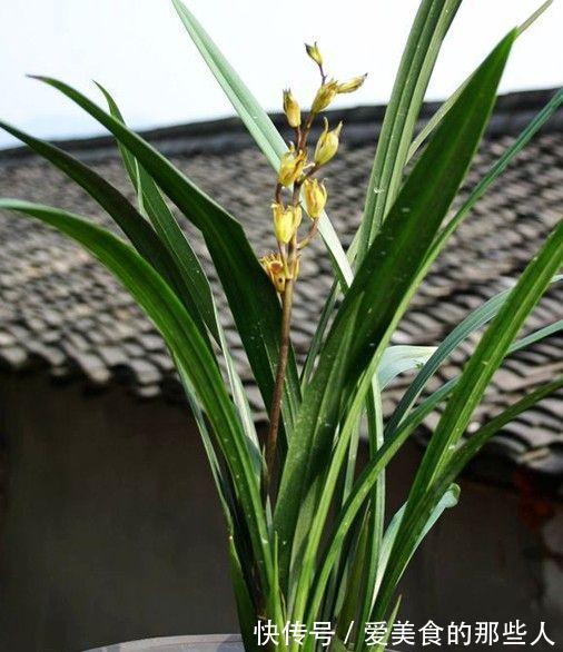 冬季养墨兰,做好4要素,开花满室香,花期长达几个月