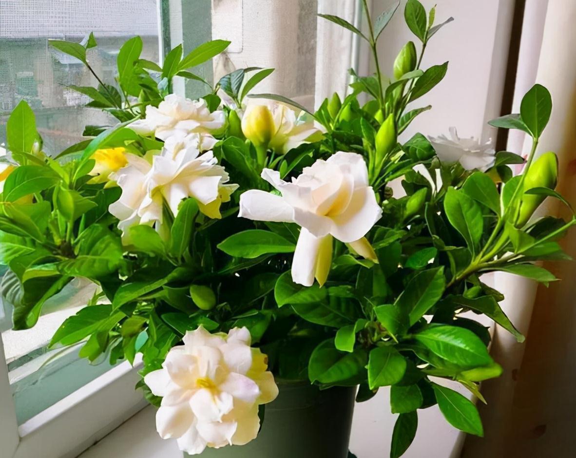 分享2个冬天扦插的小方法,10种花现在扦插正当时,生根快又壮