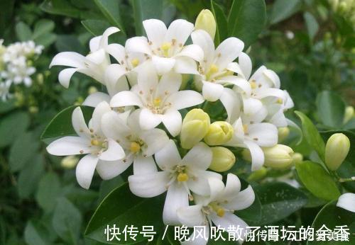 植物|家里万万不要养这几种花,好多人不听劝,难怪身体会越住越差