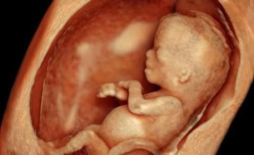 脐带|子宫里拥挤又昏暗, 胎宝是怎样坚持到出生的? 其实他们还挺忙