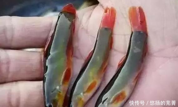 特色菜|此鱼十几年前小溪里随处可见，长得很像泥鳅，如今很难看到野生的！