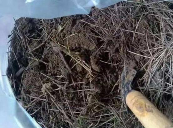 花肥|这2样东西看似平淡无奇,用作养花却不一般,增肥效果极好