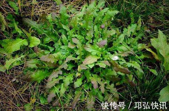 含量|农村小野菜，纤维含量高现成泡菜首选，一斤10元，见到采点