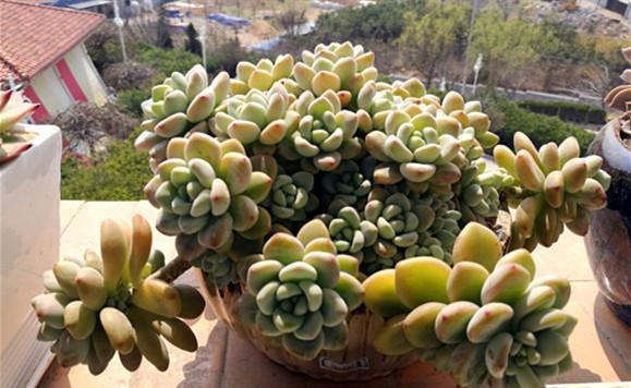 花盆|阳台养多肉，做好7点，养出的多肉就是比别人家的要美一点