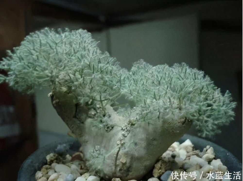 养护|4种高贵的多肉,很多人只听过名字,却没养过,直呼养不起